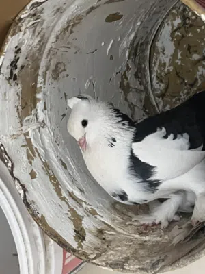 للبيع أنواع الحمام مدينه بالحبه ولا الجمله