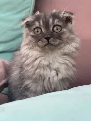 قطوه انثى سكوتش فولد لونج هير