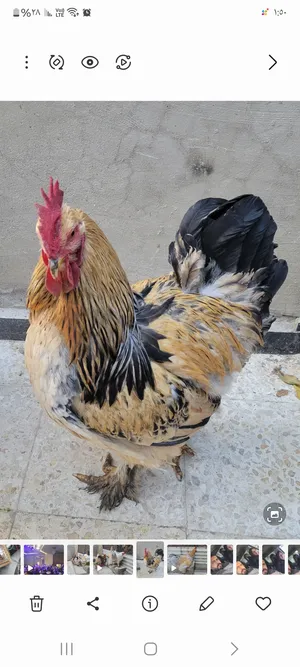 ‏دجاج‏0