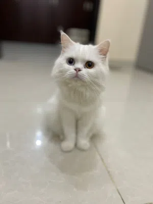 cat for adoption