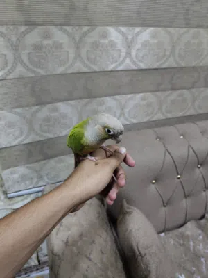 كنيور انناس اليف طينه