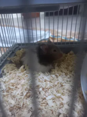 هامستر سوري حيوان أليف