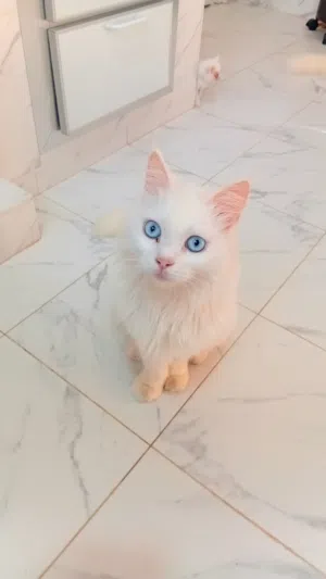 Beautiful Persian cat + 5 kittens available for free