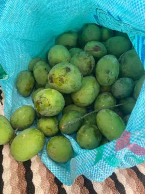 مانجو اخضر حامض جدا للبيع