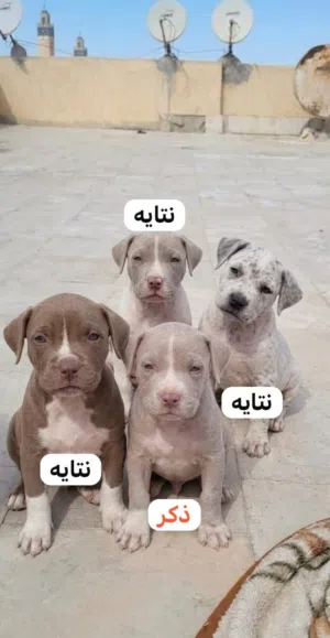 بيتبول بيور