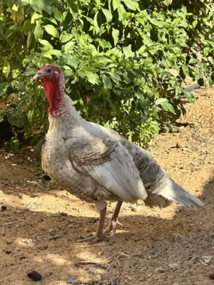 ديك رومي الله يبارك