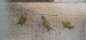 عصافير روز محلي للبيع