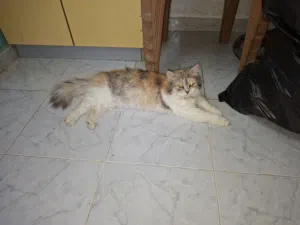 شنشيلا 100 شيكل فقط الفارعة طوباس