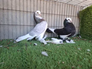 هزاز رصاصي
