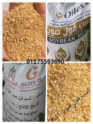 فول الصويا رايد