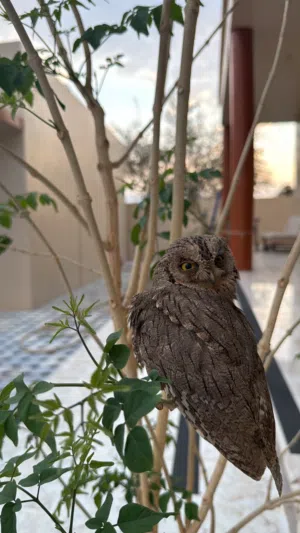 للبيع البومة القزمة