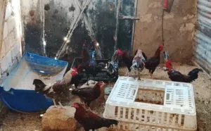 فراريج عربيات 11الطرف  طرابلس سوق الجمعة
