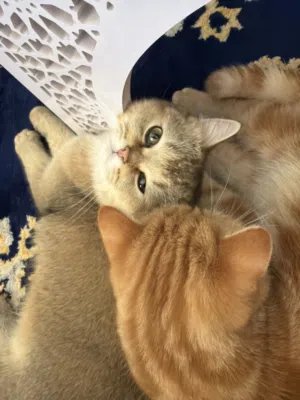 Orange bengal mix Persian cat and Scottish straight short hair cat