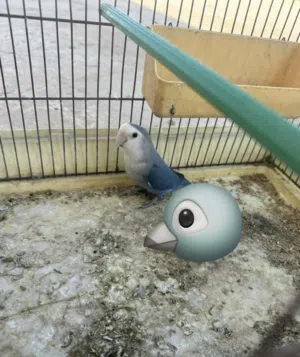 ذكر روز بسم الله مشاء الله عمره فوق سنه