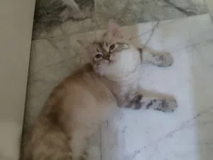 قطه هملايا حلوه وحبابه ولعوبه وفرفوشه