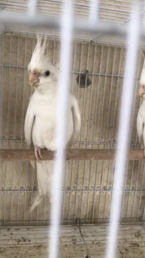 متاح زوجين كوكتيل البينو مزاويج انتاج عراقي