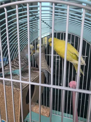 3 عصافير زينه بألوان مميزة ورائعة (ذكر و2 أنثي )