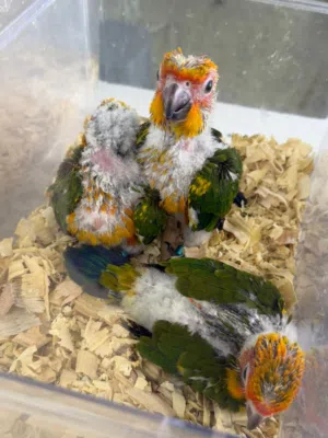 Sunconure 2 months old chick