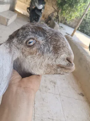 جدي عمر 3-4 شهور