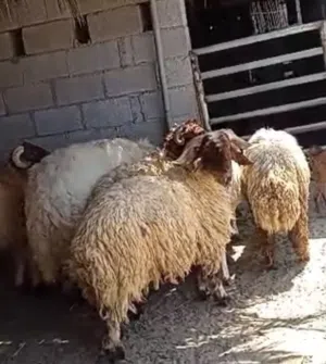 اضاحي خرفان نعيمي 9 شهور و 10 شهور