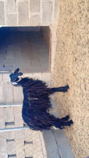 جاعدة نجدية