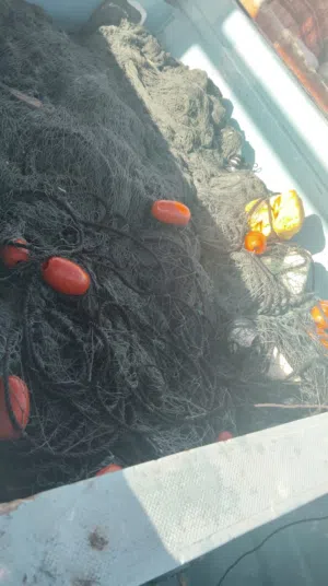 لياخ خباط ..رغب 8  خيط 15 ثلاث قطع   خيط 12 ثلاث قطع..عشااري  وطول ميتين ميتين