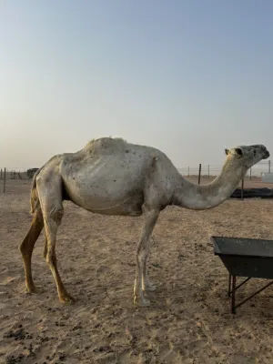 ناجه مدني بصحه طيبه