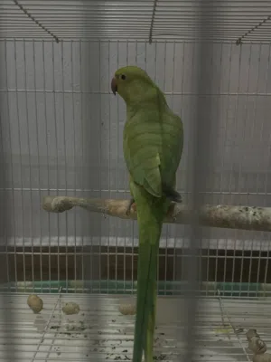 متو ببغاء متكلم