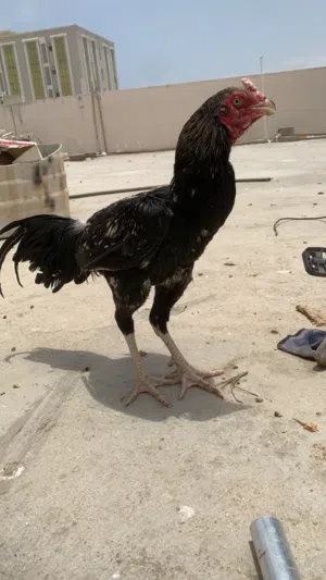 ديوك باكستانيه للبيع بسعر مناسب