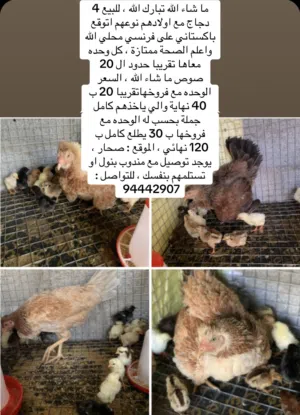 للبيع دجاج مع اولادهم تفقيس طبيعي ممتازات جميع تفاصيل بالصور