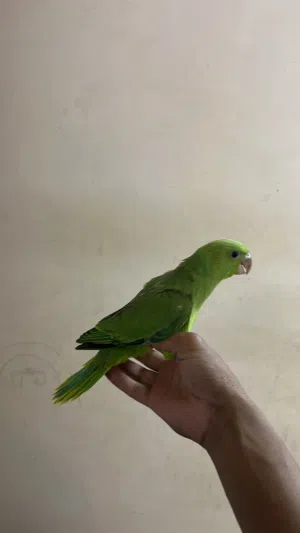 بغبغاء اليف