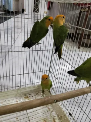 Parrots4