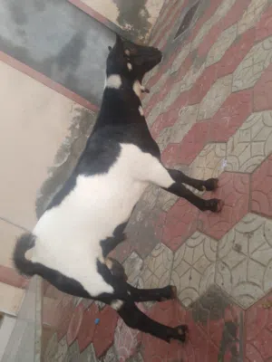 تيس صلاله شحري