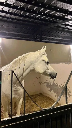 ‏خيل‏0