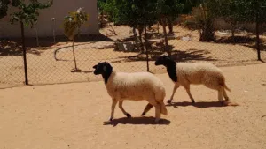 2فطايم وطنيات ربي يبارك سلاله مشالله سليمات من العيوب والامراض..