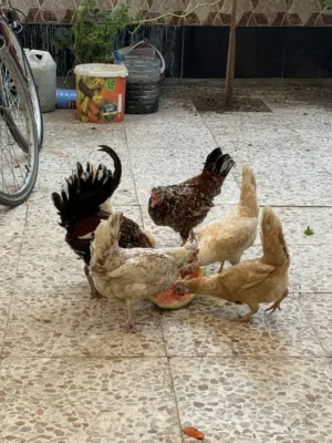 دجاج كويتي للبيع  كلهن شلع مابيع وحدات ونظيفات ومال بيت وكلش حلو صاحي راسلوني واتساب فقط       ؟