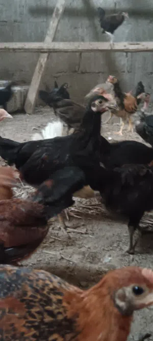 دجاج محلي لذبح او التربيه