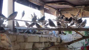 متاح فناجس ومذبوح. وسمان ملكي