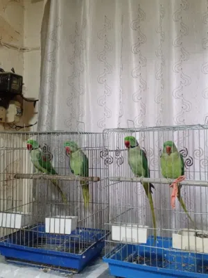 ببغاء كساندرا