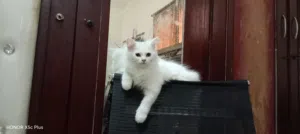 Smart kitten female