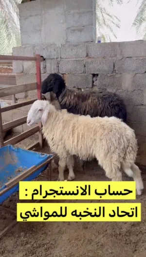 كباشه نجديات صنف فاخر