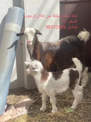 حلال لبيع كبش نجدي وشاهد تحته سخله
