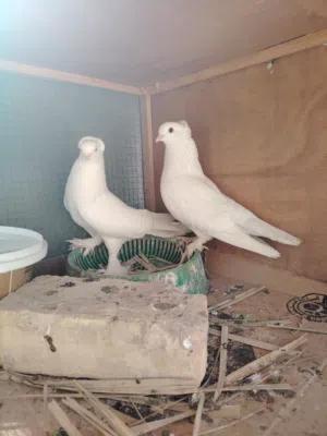 حمام رواعب ابيض طلك العدد 9 0 ثلاث ازواج امايات منهن زوج جواه بيض و3 مخاليف بيع شلع مع الخانات