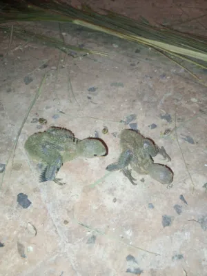 متوفر زوز فروخ ترويض بركاديلو مكان عين زاره