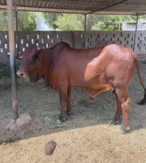 أبحث عن ثور صومالي بو خرخور