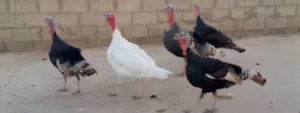 ذكور حبش منتجات