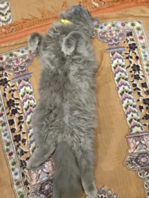 قط ذكر للتبني