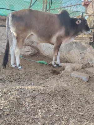 ثور عماني للبيع