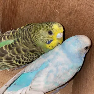 زوج بادجی للبیع