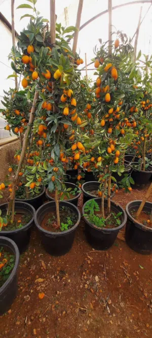 مشاتل الاندلس لانتاج وبيع جميع انواع الاشجار البلديه والمستوردة